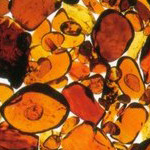 Amber Brooches